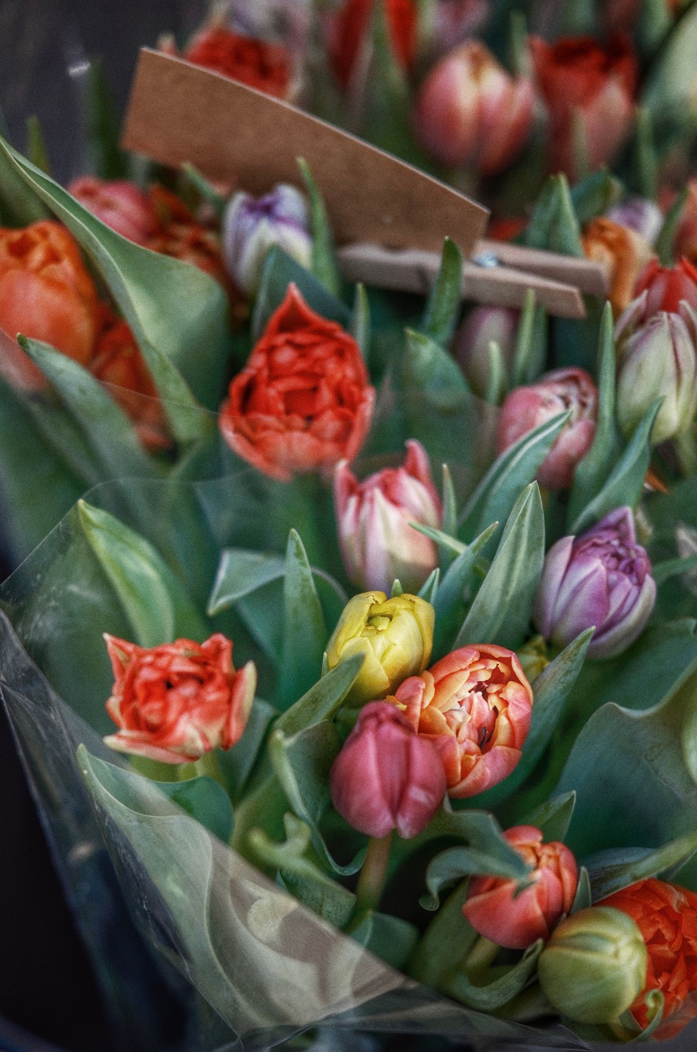A wrapped bouquet of red and pink tulips